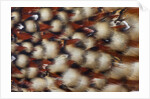 Cabotsd Tragopan back feather design by Anonymous