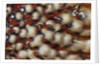 Cabotsd Tragopan back feather design by Anonymous
