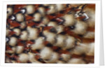 Cabotsd Tragopan back feather design by Anonymous