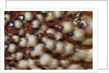 Cabotsd Tragopan back feather design by Anonymous