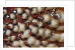 Cabotsd Tragopan back feather design by Anonymous