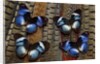 Hypolimas monteironis, the Black-tipped Diadem Butterflies on Pheasant Tail feathers by Anonymous
