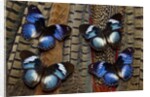 Hypolimas monteironis, the Black-tipped Diadem Butterflies on Pheasant Tail feathers by Anonymous