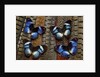 Hypolimas monteironis, the Black-tipped Diadem Butterflies on Pheasant Tail feathers by Anonymous