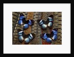 Hypolimas monteironis, the Black-tipped Diadem Butterflies on Pheasant Tail feathers by Anonymous