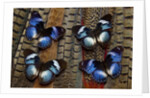 Hypolimas monteironis, the Black-tipped Diadem Butterflies on Pheasant Tail feathers by Anonymous