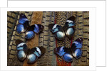 Hypolimas monteironis, the Black-tipped Diadem Butterflies on Pheasant Tail feathers by Anonymous