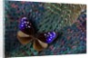 Striped Blue Crow Butterfly, Euploea Mulciber, on Ring-necked Pheasant Feathers by Anonymous