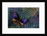 Striped Blue Crow Butterfly, Euploea Mulciber, on Ring-necked Pheasant Feathers by Anonymous