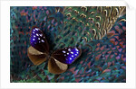 Striped Blue Crow Butterfly, Euploea Mulciber, on Ring-necked Pheasant Feathers by Anonymous