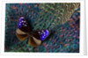 Striped Blue Crow Butterfly, Euploea Mulciber, on Ring-necked Pheasant Feathers by Anonymous