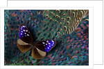 Striped Blue Crow Butterfly, Euploea Mulciber, on Ring-necked Pheasant Feathers by Anonymous