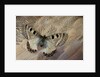 False apollo butterfly, Archon apollinus, and Shoulder feathers of Senegal Buster by Anonymous