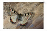 False apollo butterfly, Archon apollinus, and Shoulder feathers of Senegal Buster by Anonymous