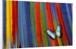 Blue Morpho butterfly Morpho peleides, on variety of Macaw tail feathers by Anonymous