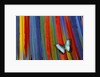 Blue Morpho butterfly Morpho peleides, on variety of Macaw tail feathers by Anonymous