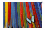 Blue Morpho butterfly Morpho peleides, on variety of Macaw tail feathers by Anonymous