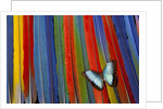 Blue Morpho butterfly Morpho peleides, on variety of Macaw tail feathers by Anonymous