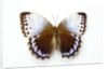 Chocolate Jungle Queen Butterfly Stichopthalma camadeva against white background by Anonymous