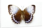 Chocolate Jungle Queen Butterfly Stichopthalma camadeva against white background by Anonymous