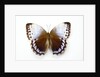 Chocolate Jungle Queen Butterfly Stichopthalma camadeva against white background by Anonymous