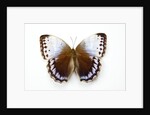 Chocolate Jungle Queen Butterfly Stichopthalma camadeva against white background by Anonymous