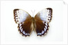 Chocolate Jungle Queen Butterfly Stichopthalma camadeva against white background by Anonymous