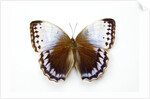 Chocolate Jungle Queen Butterfly Stichopthalma camadeva against white background by Anonymous