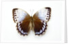 Chocolate Jungle Queen Butterfly Stichopthalma camadeva against white background by Anonymous