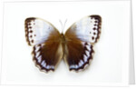 Chocolate Jungle Queen Butterfly Stichopthalma camadeva against white background by Anonymous