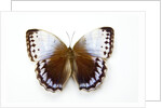 Chocolate Jungle Queen Butterfly Stichopthalma camadeva against white background by Anonymous