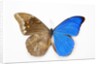 Blue Morpho, Morpho anaxibia from Brazil, comparison half topside other half bottom side by Anonymous