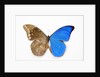 Blue Morpho, Morpho anaxibia from Brazil, comparison half topside other half bottom side by Anonymous