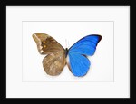 Blue Morpho, Morpho anaxibia from Brazil, comparison half topside other half bottom side by Anonymous