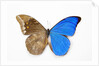 Blue Morpho, Morpho anaxibia from Brazil, comparison half topside other half bottom side by Anonymous