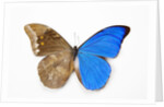 Blue Morpho, Morpho anaxibia from Brazil, comparison half topside other half bottom side by Anonymous