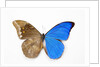 Blue Morpho, Morpho anaxibia from Brazil, comparison half topside other half bottom side by Anonymous