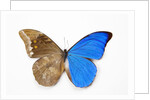 Blue Morpho, Morpho anaxibia from Brazil, comparison half topside other half bottom side by Anonymous