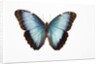 Blue Morpho against white background by Anonymous