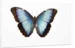 Blue Morpho against white background by Anonymous