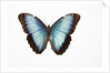 Blue Morpho against white background by Anonymous