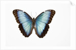 Blue Morpho against white background by Anonymous
