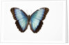 Blue Morpho against white background by Anonymous