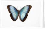 Blue Morpho against white background by Anonymous