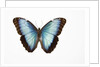 Blue Morpho against white background by Anonymous