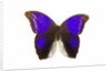 Owl Butterfly in Brassolidae family Eryphanis aesacus from El Salvador by Anonymous