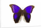 Owl Butterfly in Brassolidae family Eryphanis aesacus from El Salvador by Anonymous