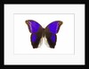 Owl Butterfly in Brassolidae family Eryphanis aesacus from El Salvador by Anonymous