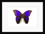 Owl Butterfly in Brassolidae family Eryphanis aesacus from El Salvador by Anonymous
