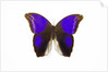 Owl Butterfly in Brassolidae family Eryphanis aesacus from El Salvador by Anonymous
